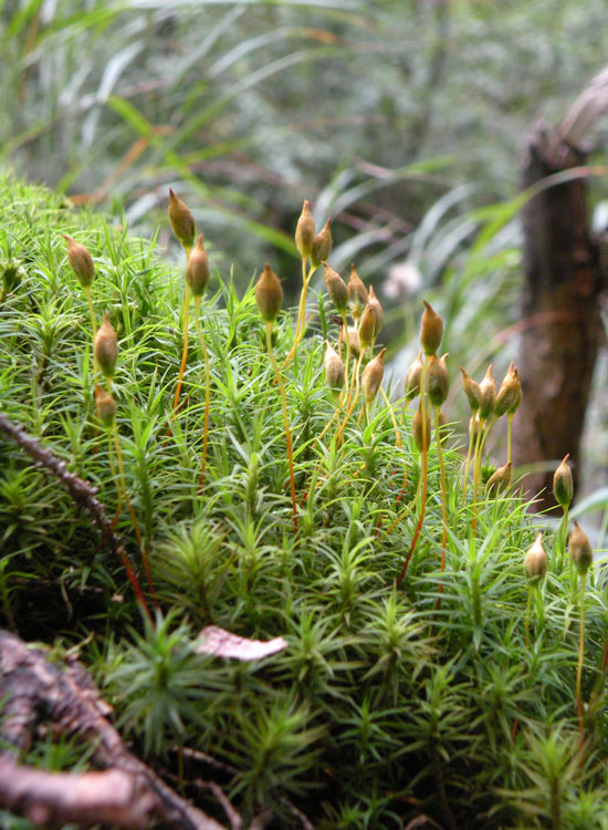 Polytrichaceae indet